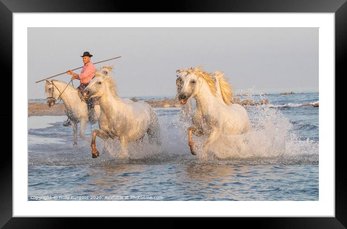 Camargue White horse, with thier Guardian in Southern France  Framed Mounted Print by Holly Burgess
