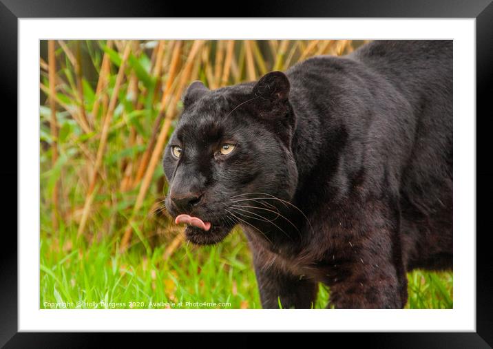 Black Panther, large cat,  Framed Mounted Print by Holly Burgess