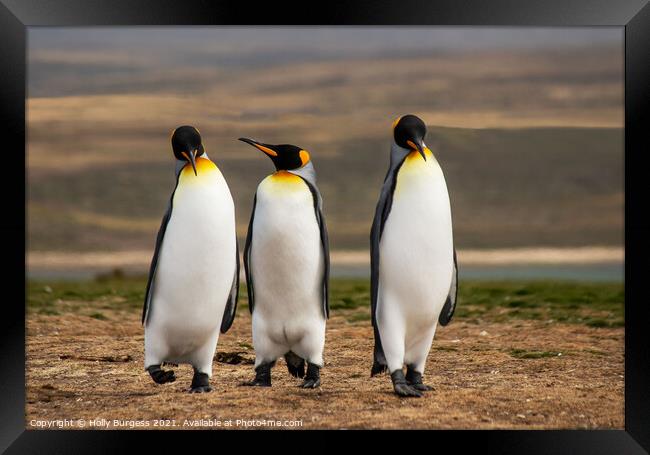 King Penguins Falkland Islands South Atlantic archipelago. Framed Print by Holly Burgess