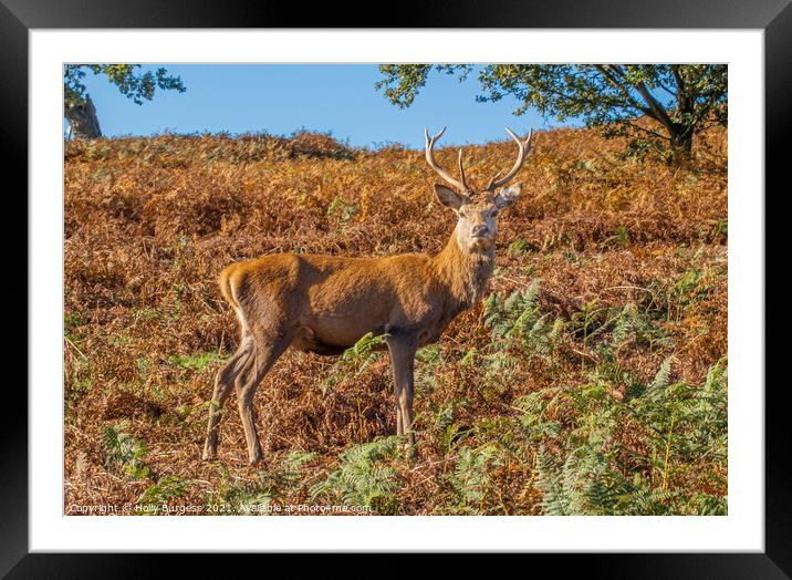 Red stag Deer largest species  Framed Mounted Print by Holly Burgess