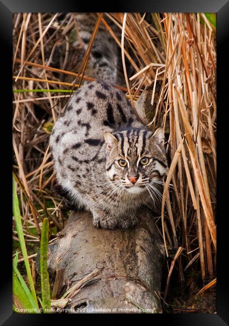 Small wild cat Framed Print by Holly Burgess