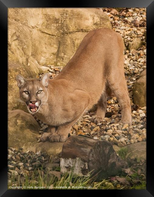 'Cougar's Commanding Stance' wild cat Framed Print by Holly Burgess