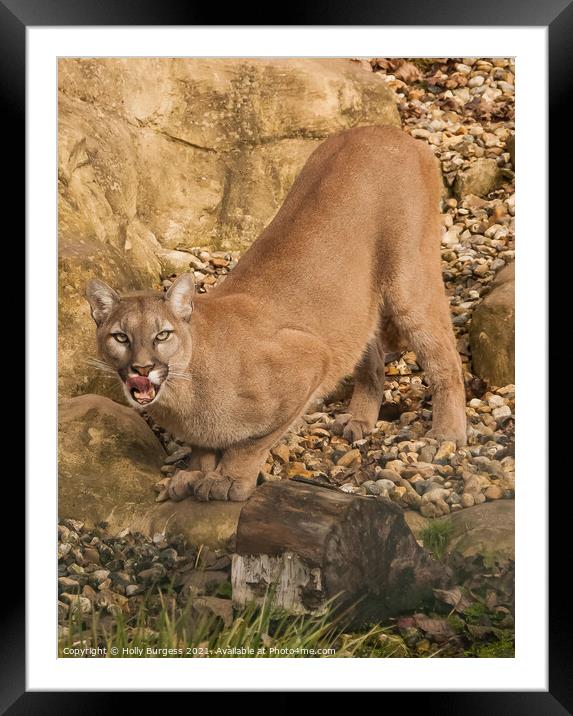 'Cougar's Commanding Stance' wild cat Framed Mounted Print by Holly Burgess
