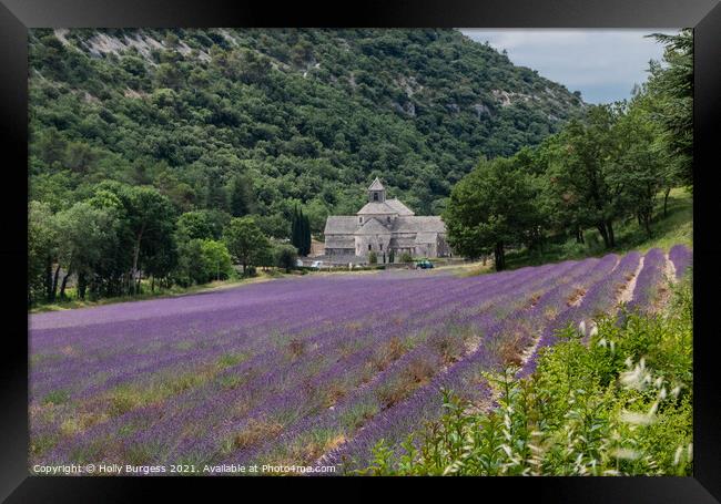 Provence Lavender field area, France  Framed Print by Holly Burgess