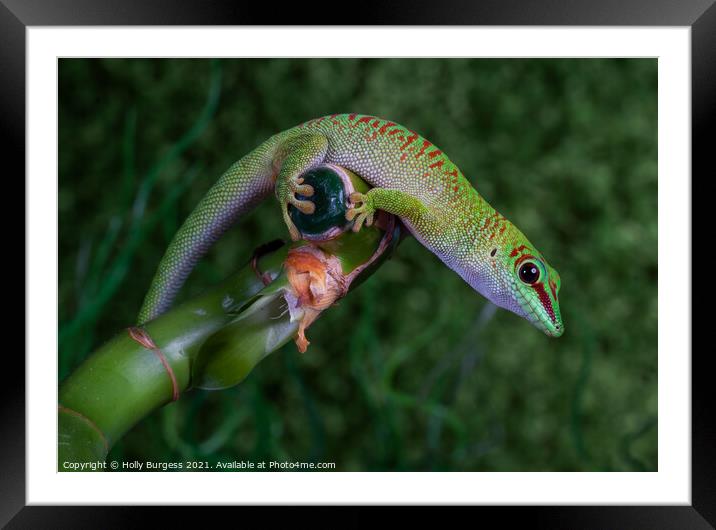 Green Lizard Red spots European Reptile  Framed Mounted Print by Holly Burgess