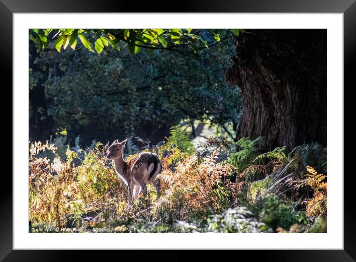Enchanting Fallow Fawn in Sunlit Wilderness Framed Mounted Print by Holly Burgess
