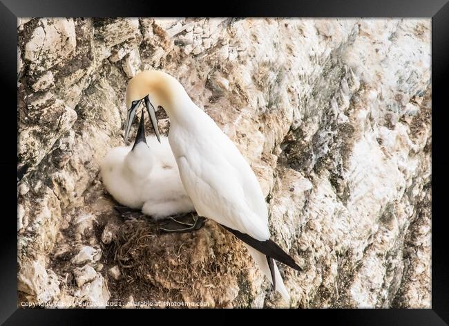 Gannets and her young being fed taken at Bempton Cliff Yorkshire  Framed Print by Holly Burgess