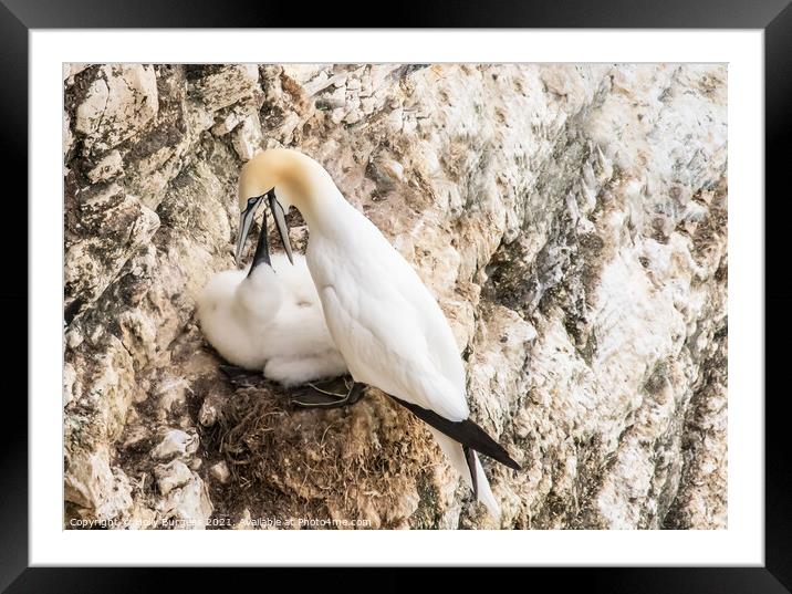 Gannets and her young being fed taken at Bempton Cliff Yorkshire  Framed Mounted Print by Holly Burgess