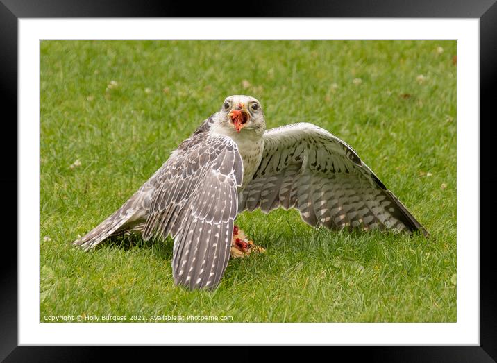 Peregine Falcon  Framed Mounted Print by Holly Burgess