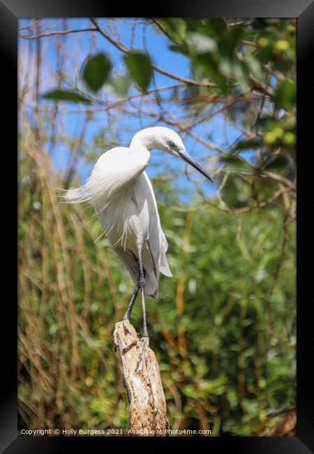 Brilliant White Egret in Natural Habitat Framed Print by Holly Burgess