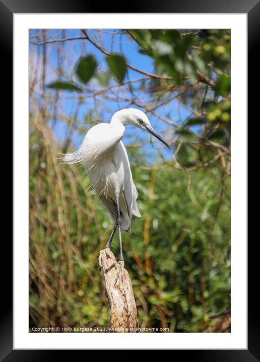 Brilliant White Egret in Natural Habitat Framed Mounted Print by Holly Burgess