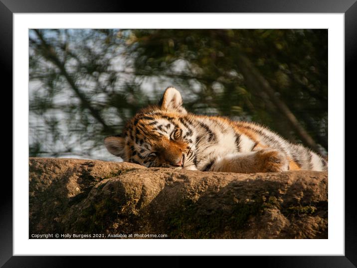 Tiger largest cat species Bengal,  Framed Mounted Print by Holly Burgess