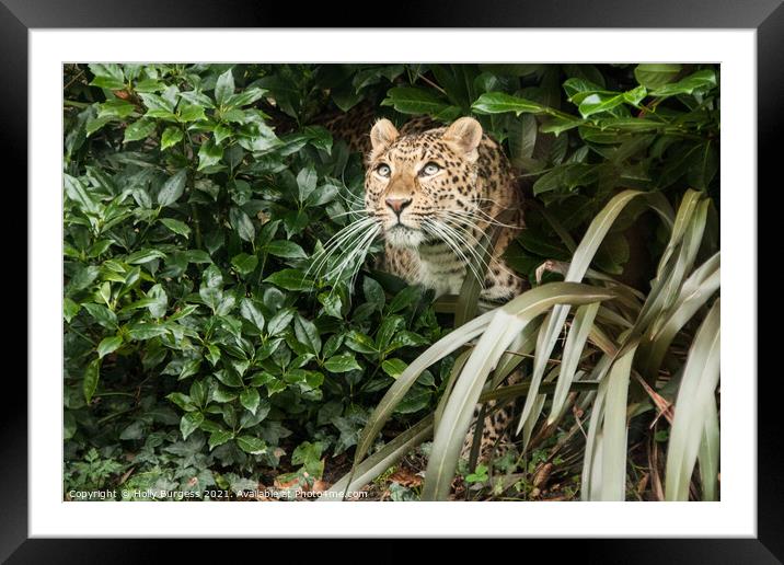 Cheetah in the under growth as his eye on something Framed Mounted Print by Holly Burgess