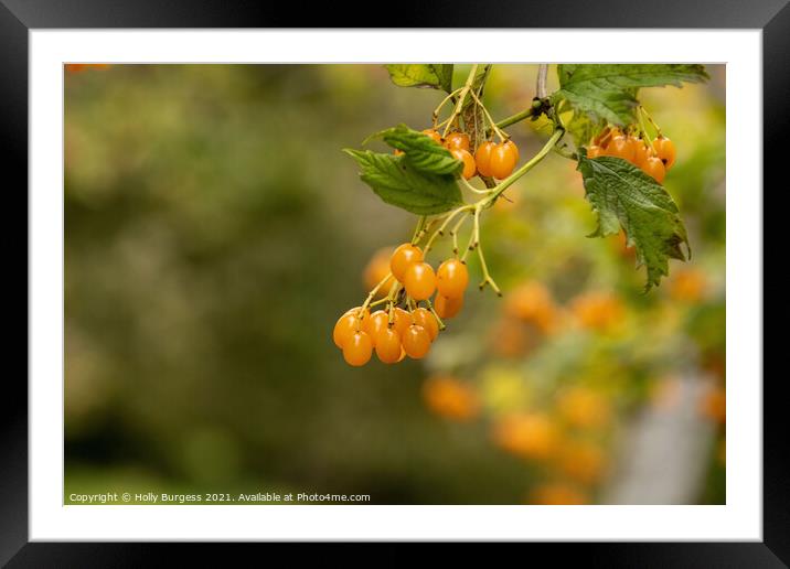 Plant tree Pyracantha evergreen shrub Framed Mounted Print by Holly Burgess
