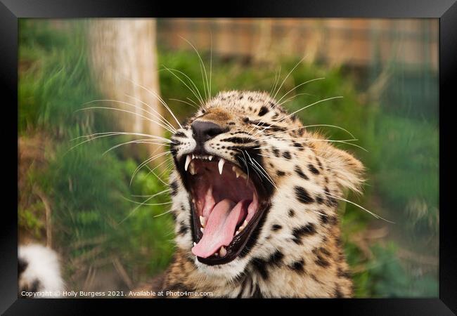 Youthful Leopard's Endearing Call Framed Print by Holly Burgess