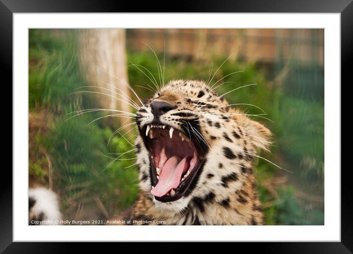 Youthful Leopard's Endearing Call Framed Mounted Print by Holly Burgess