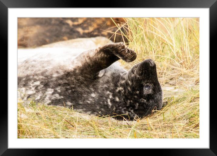 Seal Pup Rare Black pup at Donna Nook Framed Mounted Print by Holly Burgess