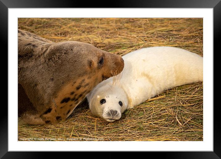 Adult seal and pup donna nook  Framed Mounted Print by Holly Burgess