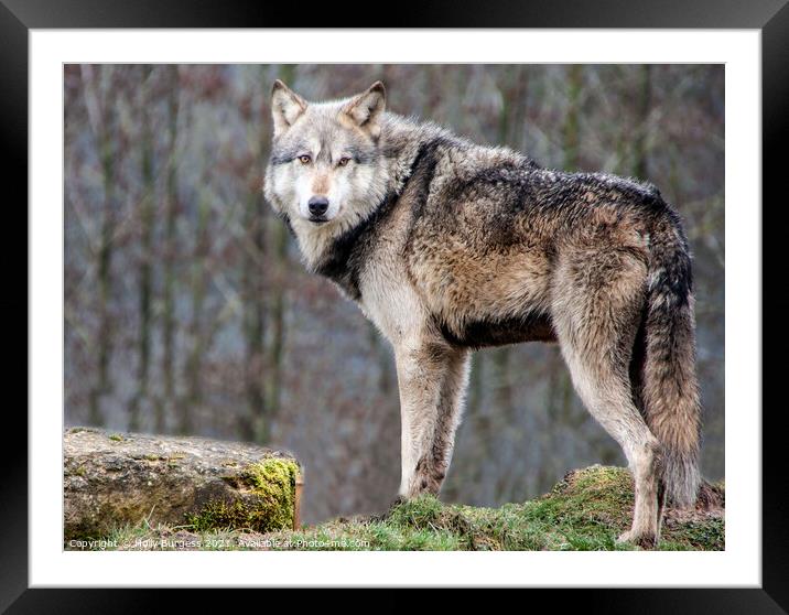 Wolf gray, elegant predators  Framed Mounted Print by Holly Burgess