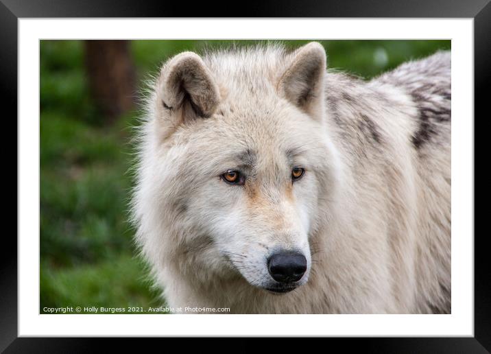 Arctic Wolf's Intense Gaze Framed Mounted Print by Holly Burgess