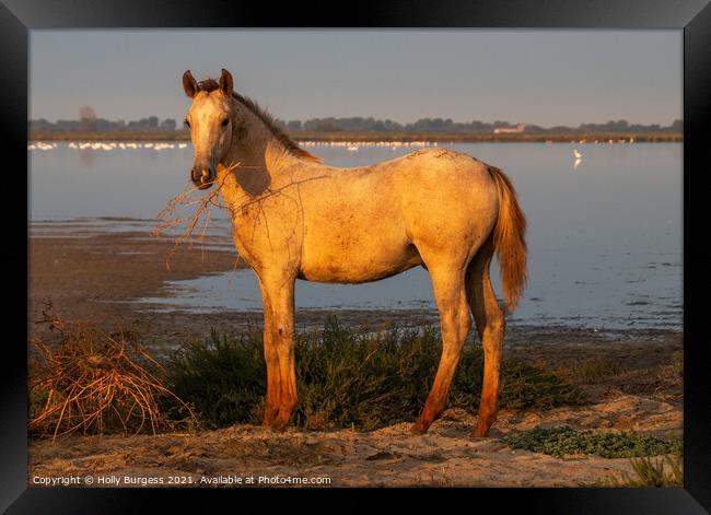 Camargue Horse, one of the foals belonging to the white horse  Framed Print by Holly Burgess