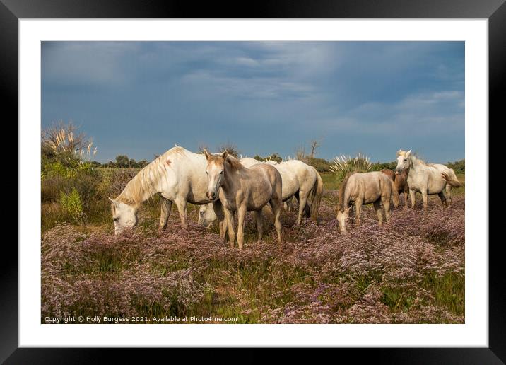 Timeless Elegance of Camargue's White Horses Framed Mounted Print by Holly Burgess