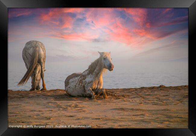 Camargue White horse's taken evening sunset  Framed Print by Holly Burgess