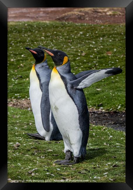 'Distinguished King Penguins: Falklands Captivatio Framed Print by Holly Burgess