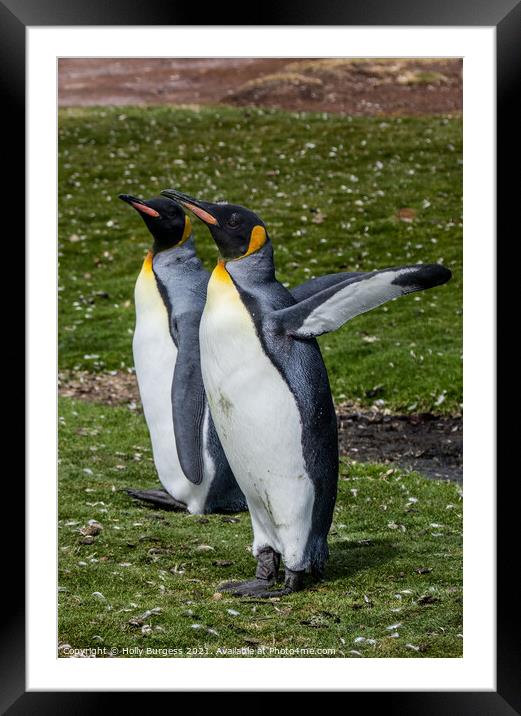 'Distinguished King Penguins: Falklands Captivatio Framed Mounted Print by Holly Burgess