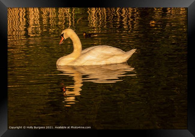 Swan at sunset relaxing in the water finished as o Framed Print by Holly Burgess