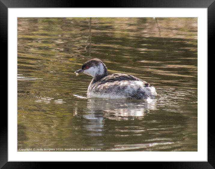 Grebe Small Medium from Scandinavian a male  Framed Mounted Print by Holly Burgess