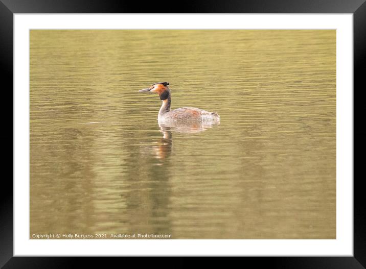'British Grebe: An Ornithological Marvel' Framed Mounted Print by Holly Burgess