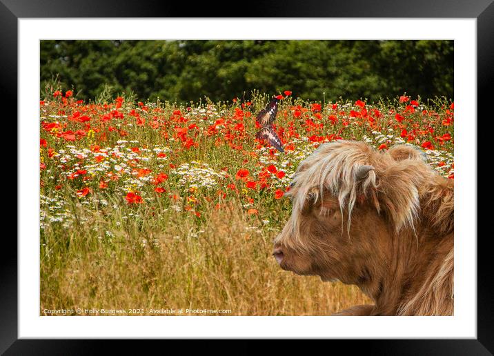 Highland Cattle in a field of Poppies  Framed Mounted Print by Holly Burgess