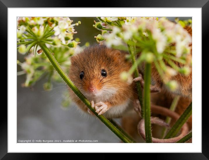 Petite Harvest Mouse Amidst Cereal Crops Framed Mounted Print by Holly Burgess