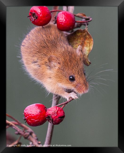 'The Graceful Harvest Mouse: An Enchanting Portrai Framed Print by Holly Burgess