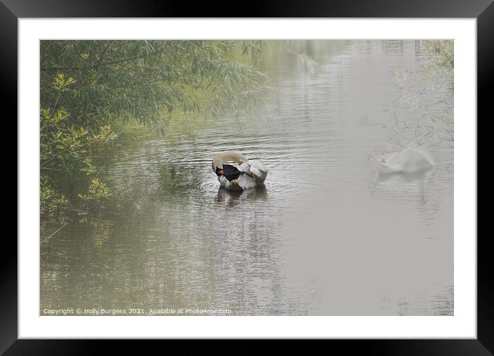 Swan bathing in the misty river  Framed Mounted Print by Holly Burgess