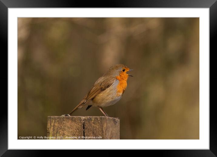Robin red breast singing  Framed Mounted Print by Holly Burgess