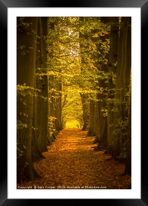 Autumn Forest High Elms Framed Mounted Print by Gary Cooper