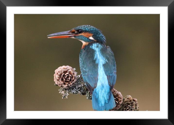 Kingfisher  Framed Mounted Print by Stephen Herrell