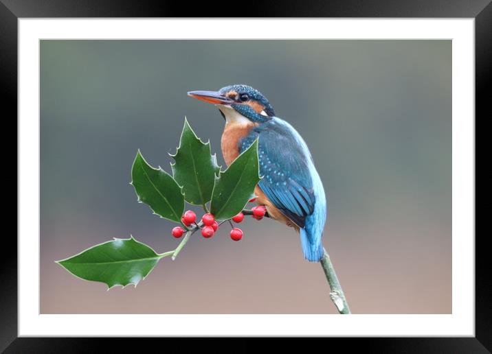 Christmas kingfisher  Framed Mounted Print by Stephen Herrell