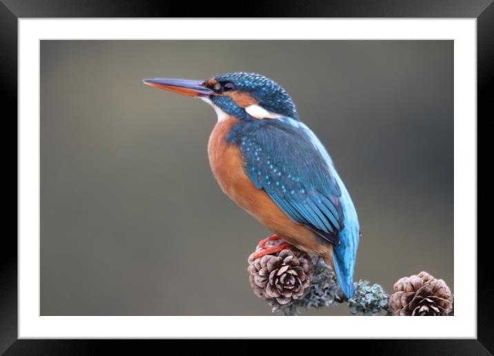Kingfisher perching  Framed Mounted Print by Stephen Herrell