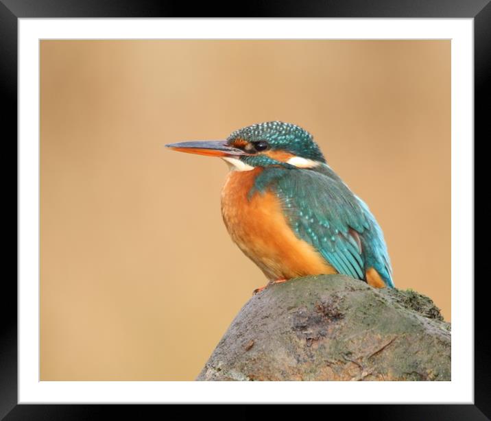 Female Kingfisher  Framed Mounted Print by Stephen Herrell