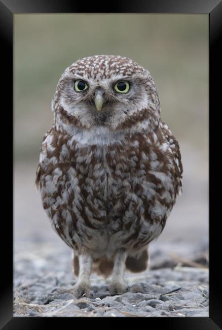 Little Owl Framed Print by Stephen Herrell