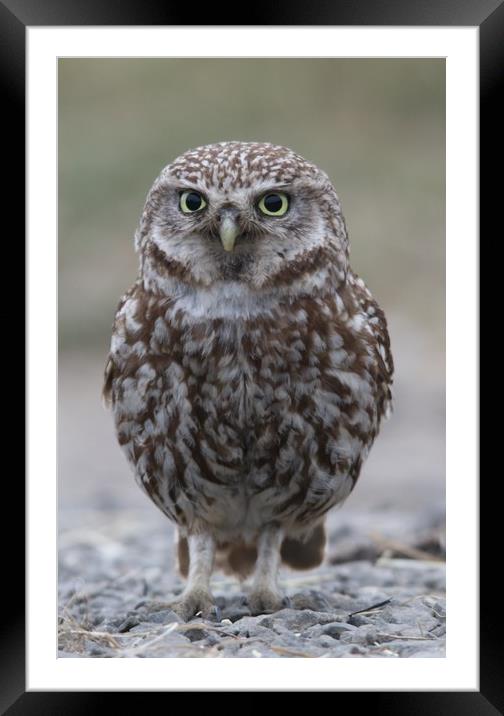 Little Owl Framed Mounted Print by Stephen Herrell