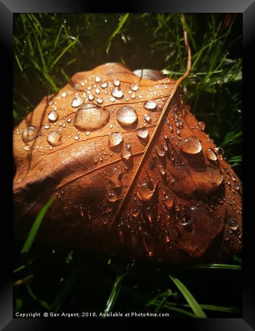 Droplets in the sun Framed Print by Gav Argent