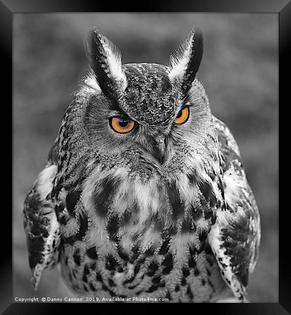 The Eyes Have It Framed Print by Danny Cannon