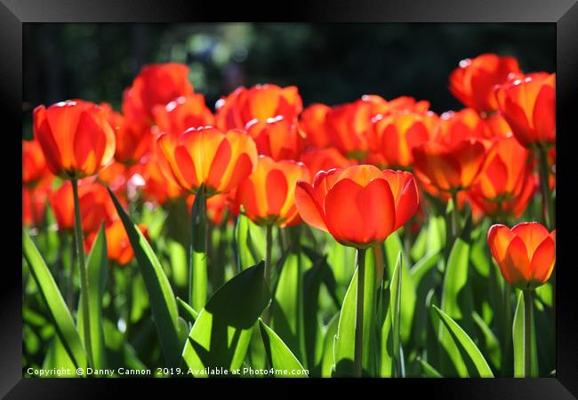 Morning light on the tulips Framed Print by Danny Cannon