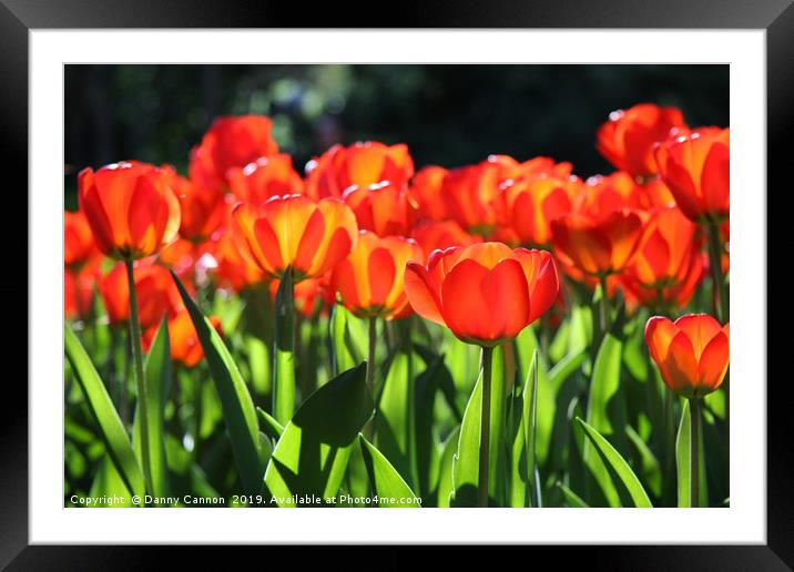 Morning light on the tulips Framed Mounted Print by Danny Cannon