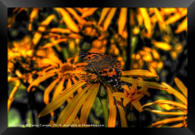 Orange  Framed Print by Danny Cannon