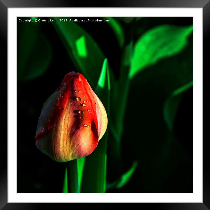 The Tulip Framed Mounted Print by Claudio Lepri
